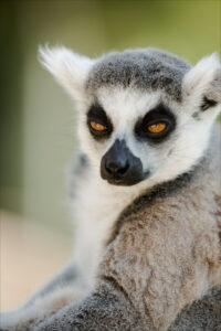 King Julian is not amused.